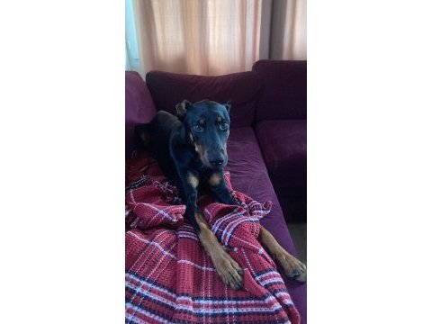 Acil ücretsiz doberman sahiplendirme