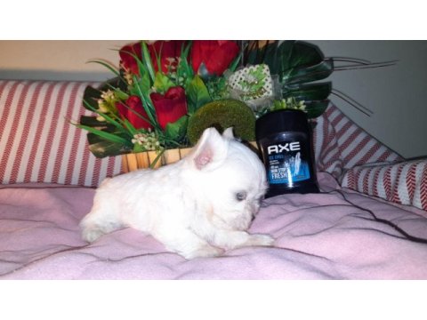 Çay fincanı white terrier bebek