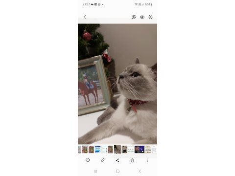 6 aylık blue point british shorthair