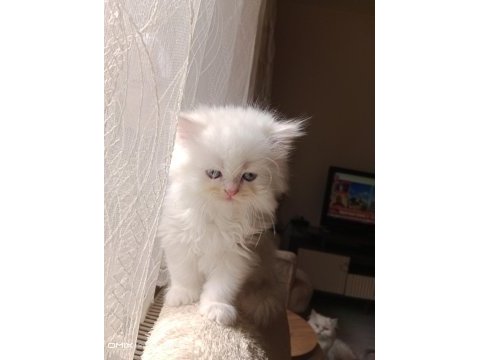 İran kedisi sahibimi arıyorum