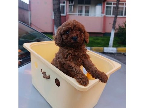 Red brown toy poodle