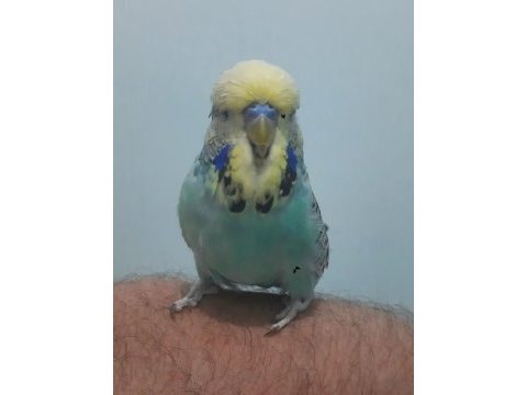 Show jumbo muhabbet kuşu erkek