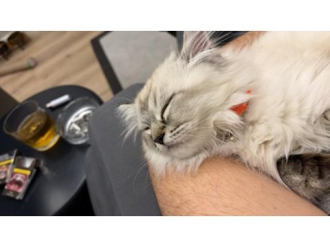 Acil erkek 3 aylık chinchilla kedisi