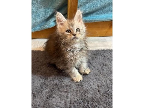 Türkiyenın en geniş referansına sahip kan hattı maine coon