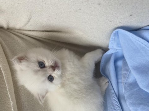 Safkan british longhair bebeklerim