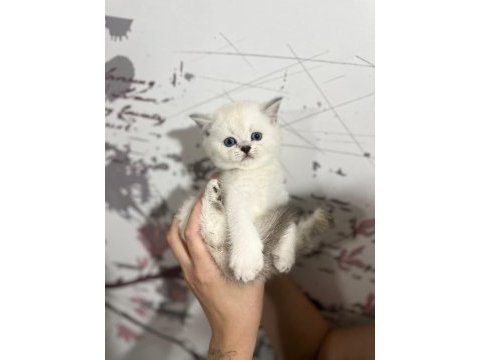 8 tane scottish fold yavrular 2 aylık