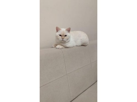 British shorthair erkek red point