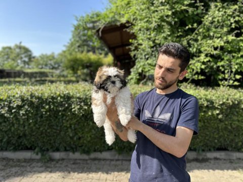 Shih tzu yavrularımız