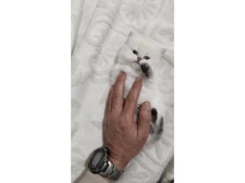 Göz bebeğiniz olacak kedimiz