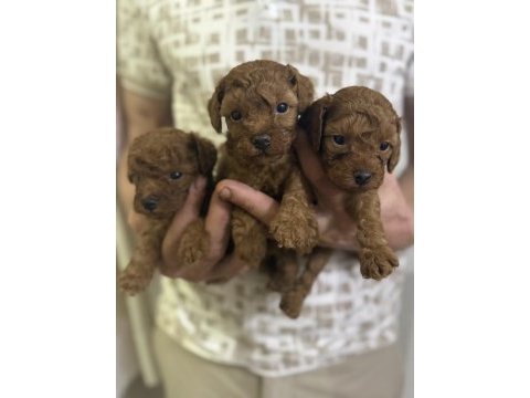 Güzel ve sağlıklı poodle bebekler