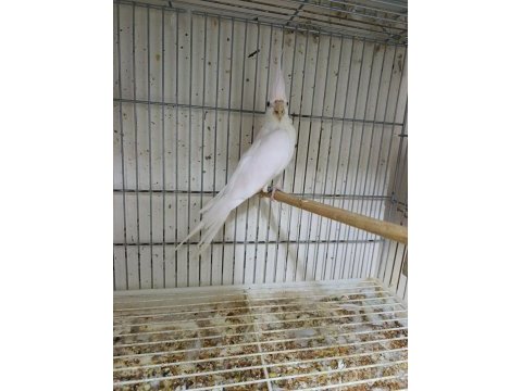 Dişi albino sultan papağanı 1 yaşına yakın