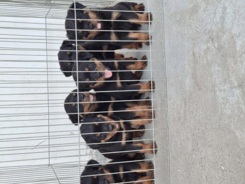 A şecereli köpekler macar koca kafa küt burun