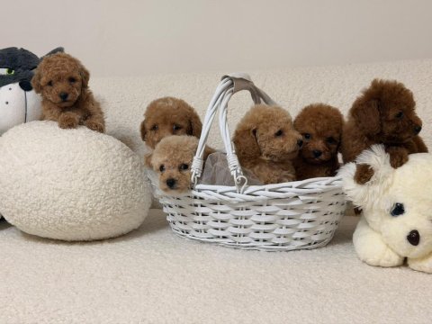 Orjinal 0 numara toy poodle yavrularımız