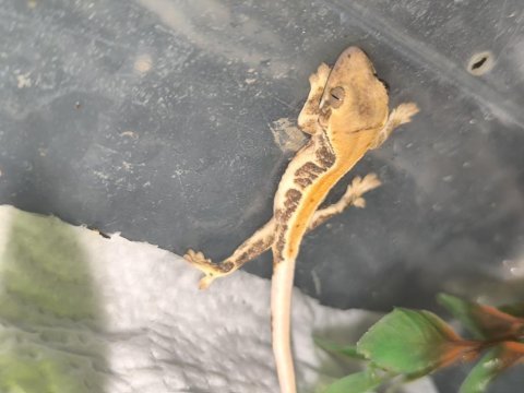 Kaliteli crested gecko yavruları