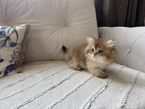 Golden british longhair erkek yavru yeni ailesini bekliyor