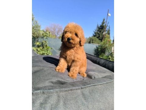 En akıllı toy poodle