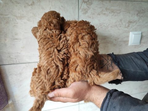 Toy poodle yavrular