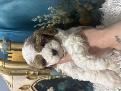 Özel ırk maltipoo yavruları