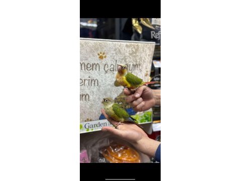 Her renk bebek konur papağanları