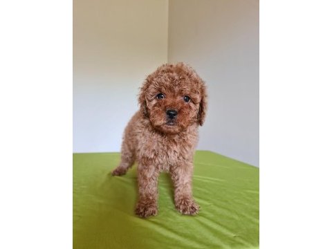 Redbrown toy poodle yavrular