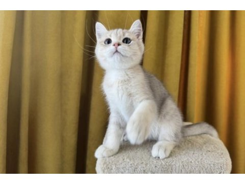 Blue golden british shorthair kedimiz fıstık