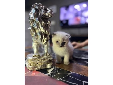 Saf kan scottish fold blue point