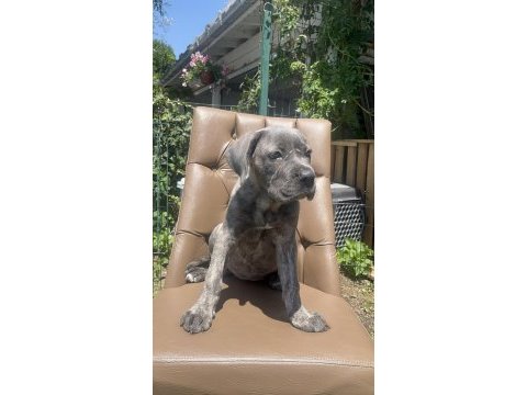 Cane corso köpeğimiz