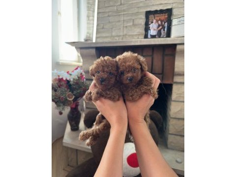 Toy poodle yavrularımız