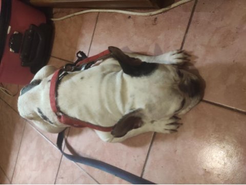 Fransız bulldog köpeğimizi sahiplendirmek istiyorum