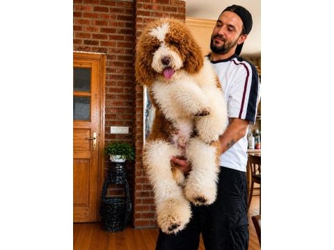 Dev poodle yavruları
