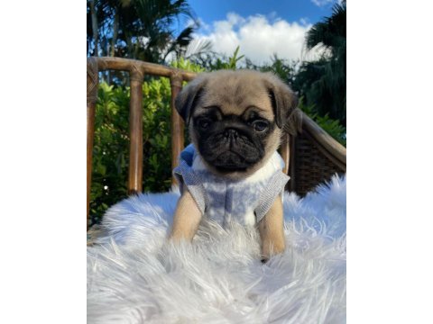 Irk garantili pug yavruları