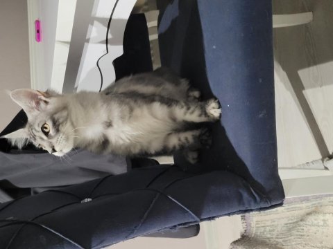 5 aylık yavru maine coon
