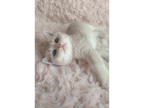 Golden british shorthair kızlar serisi