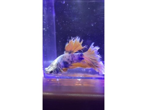 Renk renk betta