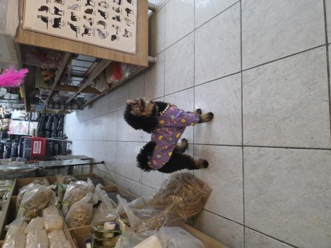 10 aylık dişi kore toy poodle