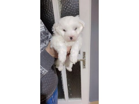 Minnoş terrier