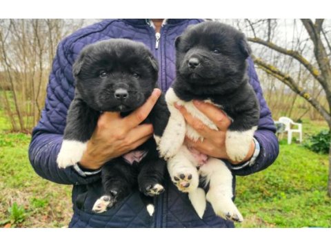 Amerikan akita yavrularımız yeni sahibini arıyor