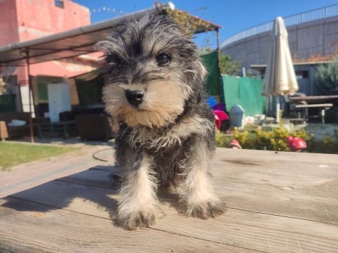 Şecereli anne babadan schnauzer yavrularımız