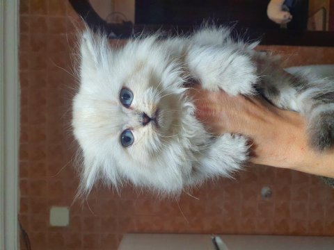 British longhair yavrular