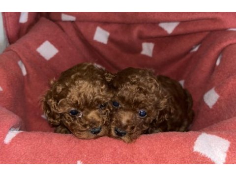 Oyuncak boy saf kore toy poodle bebeklerimiz