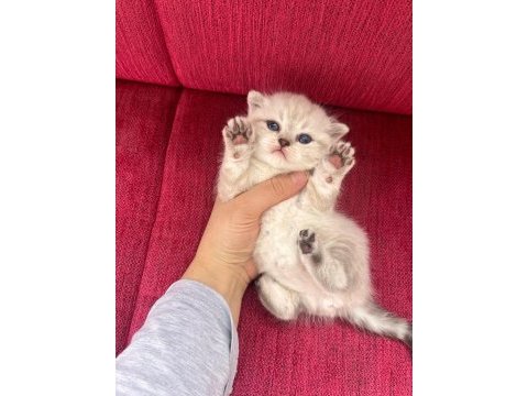Minnoş scottish fold bebeklerimiz