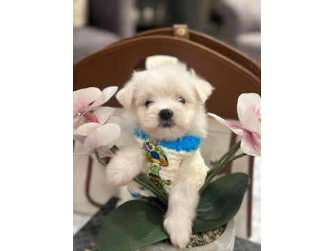 Kore maltese yavruları