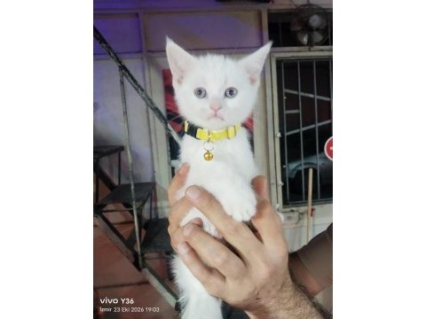 Yavru kedimiz yeni yuvasına gitmeye hazır
