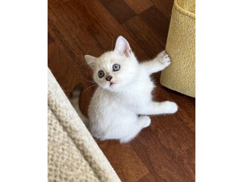 Erkek ve dişi scottish straight shorthair mükemmel gen!