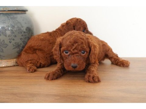 Red toy poodle yavrularımızı rezerveye açtık.