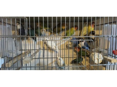 Renk renk papağanlar