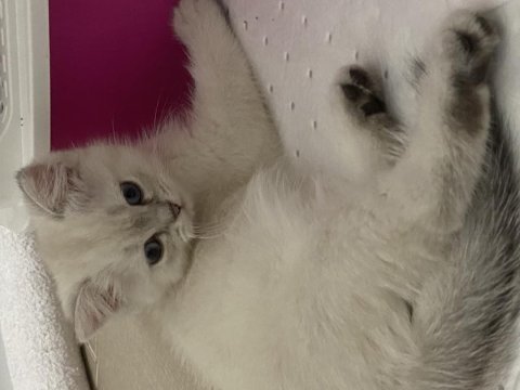 2 aylık yavru british shorthair