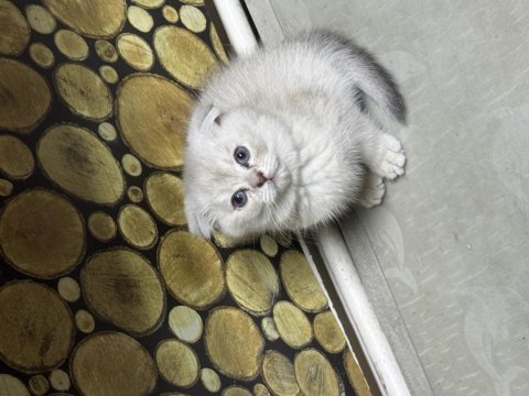 Safkan oyuncu scottish fold bebekler yuvalarını bekliyor
