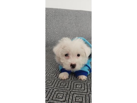 3 aylık terrier