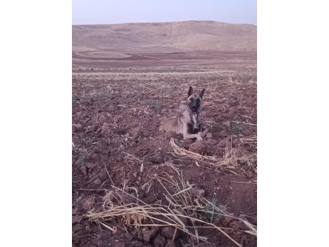 Eytimli belçika kurdu malinois